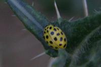 Psyllobora vigintiduopunctata