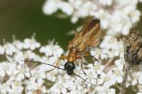 Oedemera podagrariae