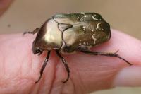 Potosia cuprea