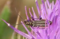 Oedemera flavipes