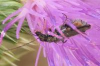 Oedemera flavipes