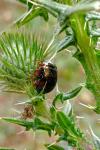 Chrysolina bankii