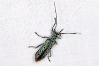 Saperda punctata