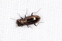 Notiophilus quadripunctatus