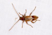 Trichoferus pallidus