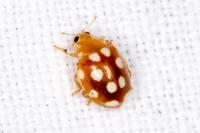 Vibidia duodecimguttata
