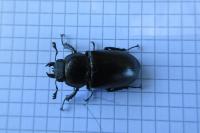 Lucanus cervus