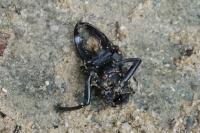 Lucanus cervus