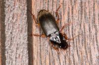 Pseudoophonus rufipes