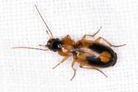 Badister bullatus