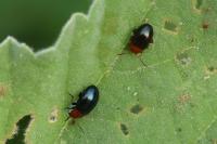 Podagrica fuscipes