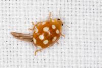 Vibidia duodecimguttata