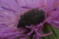 Larinus turbinatus