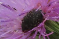 Larinus turbinatus