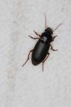 Pseudoophonus rufipes