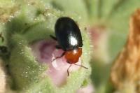 Podagrica fuscipes