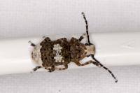 Platystomos albinus