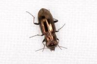 Notiophilus quadripunctatus