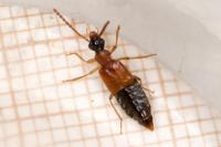 Deleaster dichrous