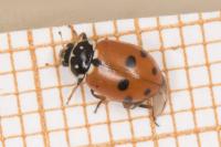 Hippodamia variegata