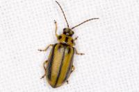 Xanthogaleruca luteola