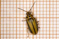 Xanthogaleruca luteola