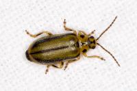 Xanthogaleruca luteola