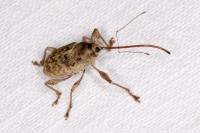 Curculio elephas