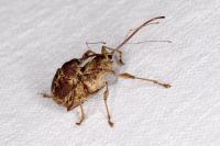 Curculio elephas
