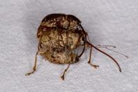 Curculio elephas