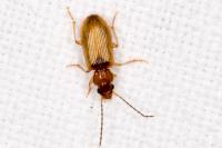 Acupalpus