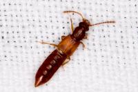Manda mandibularis