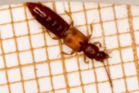 Manda mandibularis