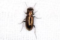 Notiophilus quadripunctatus