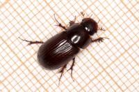 Acrossus rufipes