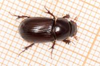 Acrossus rufipes