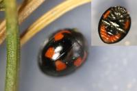 Exochomus quadripustulatus