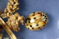 Harmonia quadripunctata