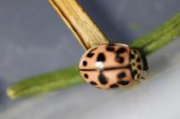 Oenopia conglobata