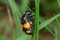 Nicrophorus vespilloides