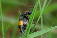 Nicrophorus vespilloides