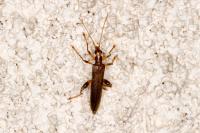 Oedemera femoralis