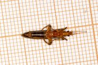 Oedemera femoralis