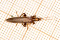 Oedemera femoralis