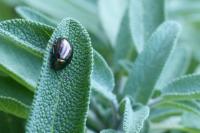 Chrysolina americana