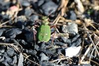 Cicindela campestris