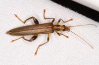 Oedemera femoralis
