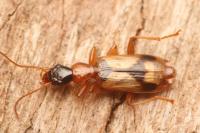 Demetrias imperialis