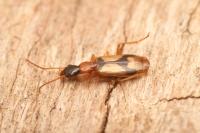 Demetrias imperialis
