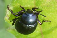 Timarcha goettingensis